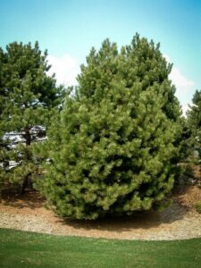 Сосна Чёрная (Pinus Nigra) купить по цене от 270.00р. в интернет-магазине «Посадика» с доставкой почтой в в Снежинске и по всей России – [изображение №1].