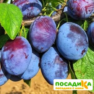 Слива Чачакская ранняя купить по цене от 229.00р. в интернет-магазине «Посадика» с доставкой почтой в в Снежинске и по всей России – [изображение №1].