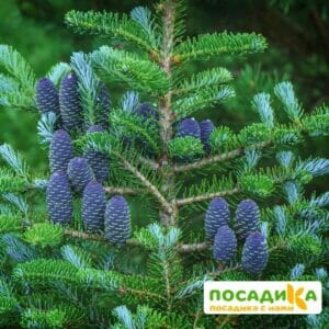 Пихта корейская (Abies koreana) купить по цене от 450.00р. в интернет-магазине «Посадика» с доставкой почтой в в Снежинске и по всей России – [изображение №1].