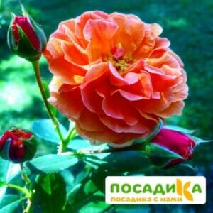 Роза Арабия купить по цене от 350.00р. в интернет-магазине «Посадика» с доставкой почтой в в Снежинске и по всей России – [изображение №1].