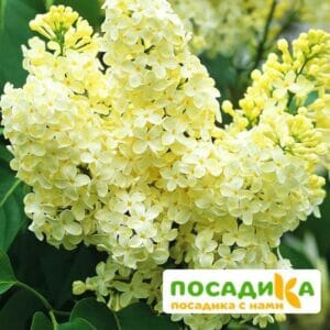 Сирень Примроуз (Primrose) купить по цене от 529.00р. в интернет-магазине «Посадика» с доставкой почтой в в Снежинске и по всей России – [изображение №1].