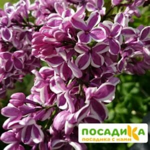 Сирень Сенсация купить по цене от 529.00р. в интернет-магазине «Посадика» с доставкой почтой в в Снежинске и по всей России – [изображение №1].