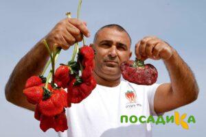 Клубника Гигант Джорнея купить по цене от 266р. в интернет-магазине «Посадика» с доставкой почтой в в Снежинске и по всей России – [изображение №1].