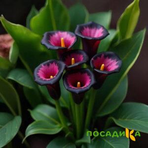 Калла Аура Лейс купить по цене от 400р. в интернет-магазине «Посадика» с доставкой почтой в в Снежинске и по всей России – [изображение №1].