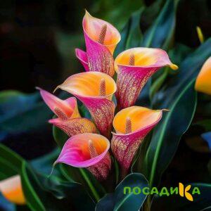 Калла Оникс купить по цене от 450р. в интернет-магазине «Посадика» с доставкой почтой в в Снежинске и по всей России – [изображение №1].