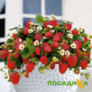 Клубника Рубиновый Шепот (горшечная) купить по цене от 240р. в интернет-магазине «Посадика» с доставкой почтой в в Снежинске и по всей России – [изображение №1].