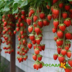 Клубника вьющаяся Комплимент купить по цене от 470р. в интернет-магазине «Посадика» с доставкой почтой в в Снежинске и по всей России – [изображение №1].