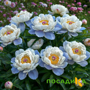 Пион акварельный Этюд купить по цене от 806р. в интернет-магазине «Посадика» с доставкой почтой в в Снежинске и по всей России – [изображение №1].