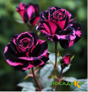 Роза Багровый Шепот купить по цене от 366р. в интернет-магазине «Посадика» с доставкой почтой в в Снежинске и по всей России – [изображение №1].
