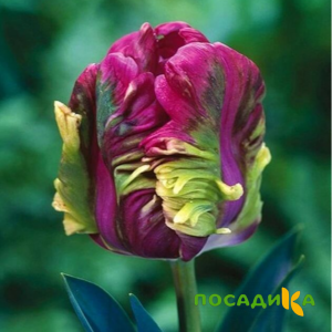 Тюльпан Экзотик Хэвен купить по цене от 186р. в интернет-магазине «Посадика» с доставкой почтой в в Снежинске и по всей России – [изображение №1].