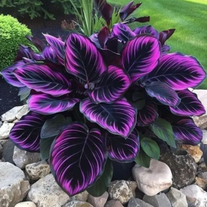 Хоста Люминоза купить по цене от 450р. в интернет-магазине «Посадика» с доставкой почтой в в Снежинске и по всей России – [изображение №1].