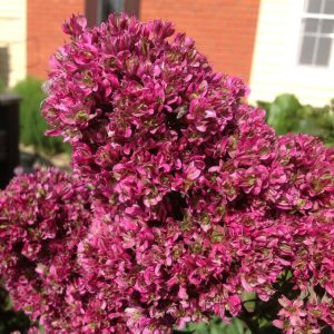 Флокс Филингс купить по цене от 329р. в интернет-магазине «Посадика» с доставкой почтой в в Снежинске и по всей России – [изображение №1].