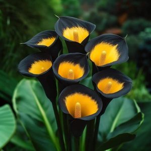 Калла Легато купить по цене от 620р. в интернет-магазине «Посадика» с доставкой почтой в в Снежинске и по всей России – [изображение №1].