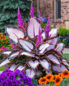 Хоста Кримэн Дрим купить по цене от 549р. в интернет-магазине «Посадика» с доставкой почтой в в Снежинске и по всей России – [изображение №1].