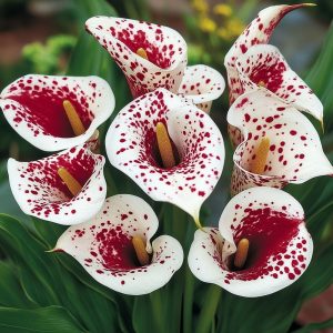 Калла Эмпайр купить по цене от 302р. в интернет-магазине «Посадика» с доставкой почтой в в Снежинске и по всей России – [изображение №1].