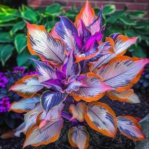 Хоста Эмеральд Тиара купить по цене от 602р. в интернет-магазине «Посадика» с доставкой почтой в в Снежинске и по всей России – [изображение №1].