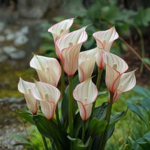 Калла Глейшер купить по цене от 299р. в интернет-магазине «Посадика» с доставкой почтой в в Снежинске и по всей России – [изображение №1].