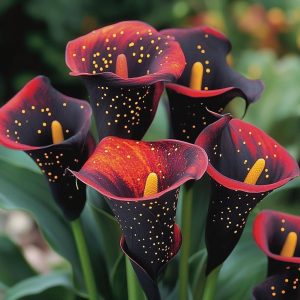 Калла Нуар купить по цене от 299р. в интернет-магазине «Посадика» с доставкой почтой в в Снежинске и по всей России – [изображение №1].