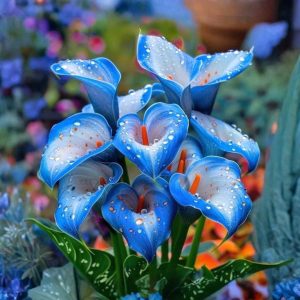 Калла Портрейт купить по цене от 292р. в интернет-магазине «Посадика» с доставкой почтой в в Снежинске и по всей России – [изображение №1].