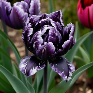 Тюльпан Индиго купить по цене от 600р. в интернет-магазине «Посадика» с доставкой почтой в в Снежинске и по всей России – [изображение №1].