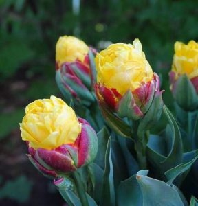 Тюльпан Айс Крим Банана купить по цене от 360р. в интернет-магазине «Посадика» с доставкой почтой в в Снежинске и по всей России – [изображение №1].