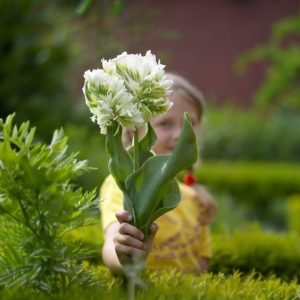 Тюльпан Супер Пэррот купить по цене от 360р. в интернет-магазине «Посадика» с доставкой почтой в в Снежинске и по всей России – [изображение №1].