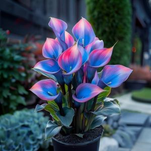 Калла Импрессия купить по цене от 590р. в интернет-магазине «Посадика» с доставкой почтой в в Снежинске и по всей России – [изображение №1].