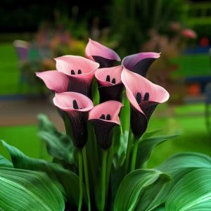 Калла Энигма купить по цене от 291р. в интернет-магазине «Посадика» с доставкой почтой в в Снежинске и по всей России – [изображение №1].