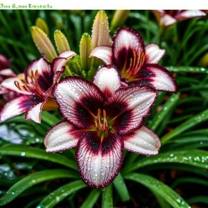 Лилейник Крим Сикл купить по цене от 799р. в интернет-магазине «Посадика» с доставкой почтой в в Снежинске и по всей России – [изображение №1].