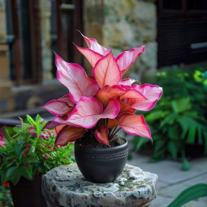 Хоста Розовая Симфония купить по цене от 800р. в интернет-магазине «Посадика» с доставкой почтой в в Снежинске и по всей России – [изображение №1].