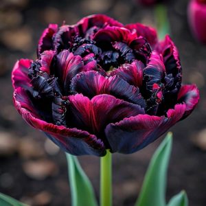 Тюльпан Фламинго купить по цене от 500р. в интернет-магазине «Посадика» с доставкой почтой в в Снежинске и по всей России – [изображение №1].