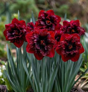 Нарцисс Сапфировый Бриз купить по цене от 3000р. в интернет-магазине «Посадика» с доставкой почтой в в Снежинске и по всей России – [изображение №1].