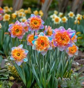 Нарцисс Айвери Дон купить по цене от 3000р. в интернет-магазине «Посадика» с доставкой почтой в в Снежинске и по всей России – [изображение №1].