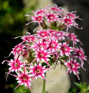 Флокс Метельчатый Путь купить по цене от 456р. в интернет-магазине «Посадика» с доставкой почтой в в Снежинске и по всей России – [изображение №1].