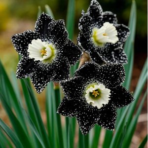 Нарцисс Кассата купить по цене от 372р. в интернет-магазине «Посадика» с доставкой почтой в в Снежинске и по всей России – [изображение №1].