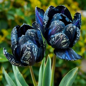 Тюльпан Блю Фог купить по цене от 500р. в интернет-магазине «Посадика» с доставкой почтой в в Снежинске и по всей России – [изображение №1].