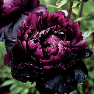 Пион Темный Сад купить по цене от 421р. в интернет-магазине «Посадика» с доставкой почтой в в Снежинске и по всей России – [изображение №1].