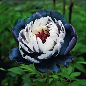 Пион Древовидный Инь-Янь купить по цене от 419р. в интернет-магазине «Посадика» с доставкой почтой в в Снежинске и по всей России – [изображение №1].