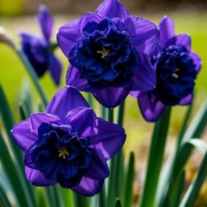 Нарцисс Арт Нуво купить по цене от 378р. в интернет-магазине «Посадика» с доставкой почтой в в Снежинске и по всей России – [изображение №1].