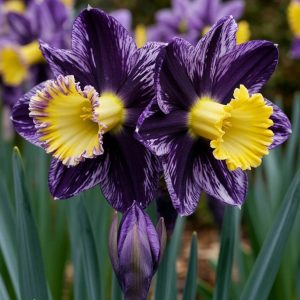 Нарцисс Акропоис купить по цене от 382р. в интернет-магазине «Посадика» с доставкой почтой в в Снежинске и по всей России – [изображение №1].