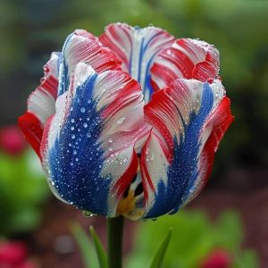 Тюльпан Ремс Сенсейшн купить по цене от 219р. в интернет-магазине «Посадика» с доставкой почтой в в Снежинске и по всей России – [изображение №1].