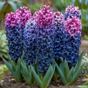 Гиацинт Блю Спринг купить по цене от 2099р. в интернет-магазине «Посадика» с доставкой почтой в в Снежинске и по всей России – [изображение №1].