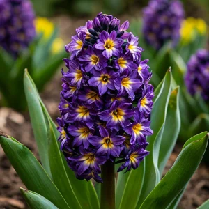 Гиацинт Вельвет Колор купить по цене от 2099р. в интернет-магазине «Посадика» с доставкой почтой в в Снежинске и по всей России – [изображение №1].