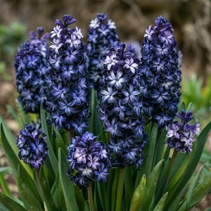 Гиацинт Блум Клауд купить по цене от 2099р. в интернет-магазине «Посадика» с доставкой почтой в в Снежинске и по всей России – [изображение №1].