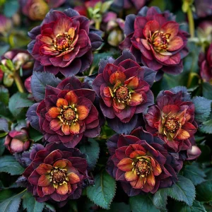 Морозник Сноу Дроп купить по цене от 348р. в интернет-магазине «Посадика» с доставкой почтой в в Снежинске и по всей России – [изображение №1].