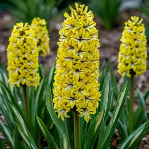 Гиацинт Сансет Голд купить по цене от 2099р. в интернет-магазине «Посадика» с доставкой почтой в в Снежинске и по всей России – [изображение №1].