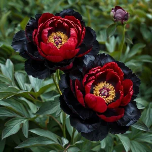 Пион Эбеновый Рубин купить по цене от 419р. в интернет-магазине «Посадика» с доставкой почтой в в Снежинске и по всей России – [изображение №1].