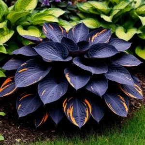 Хоста Умбра купить по цене от 349р. в интернет-магазине «Посадика» с доставкой почтой в в Снежинске и по всей России – [изображение №1].