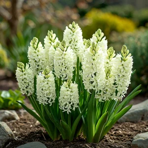 Гиацинт Дрим Трейл купить по цене от 2099р. в интернет-магазине «Посадика» с доставкой почтой в в Снежинске и по всей России – [изображение №1].