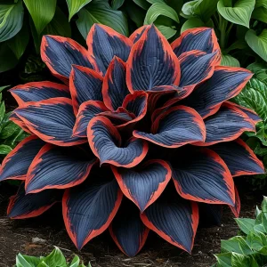 Хоста Солнечный Агат купить по цене от 440р. в интернет-магазине «Посадика» с доставкой почтой в в Снежинске и по всей России – [изображение №1].